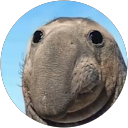 derp D. profile picture